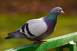rock-pigeon-4884627_1280